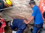 Ditangkap, Ular Sanca 4 Meter Lilit Petugas