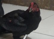 Polisi Gerebek Sabung Ayam, 6 Orang Ditahan