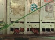 13 Kukang Sumatera Kembali ke Habitat