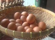 Pakan Ayam Impor, Pedagang Telur Tekor