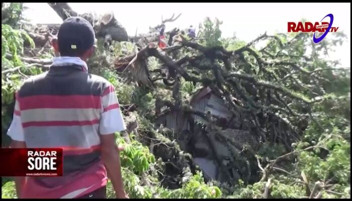 (Video) Pohon Tumbang Timpa 7 Rumah di Bandar Lampung