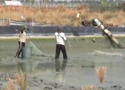 Petani Udang Terancam Gulung Tikar