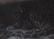 Macan Tutul Masuk Pemukiman Warga