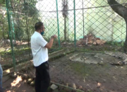 Buaya Muara Masuk Kolam Warga