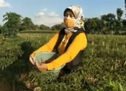 Harga Cabai Anjlok, Pemprov Lampung Cari Solusi