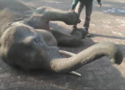 Alami Dehidrasi, Gajah Masuk Rumah Sakit