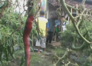 Petani Cabai Diujung Tanduk