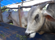 Hewan Kurban Sepi Pembeli