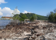 Kian Terkikis Mangrove di Lampung Habis