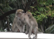 Minim Perhatian, Kera Hutan Tirtosari Berkurang