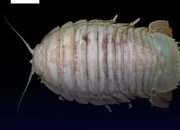 Hewan Mirip Kecoa Ditemukan di Selat Sunda