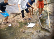 Ular Piton Melawan dan Serang Warga Saat Akan Ditangkap