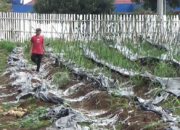 Sengketa BPU dan Unila, Kongsi Kebun Melon Berujung Kejaksaan