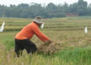 Panen Tiba, Harga Gabah Anjlok