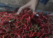 Harga Cabai Semakin Pedas