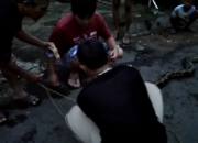Warga Lempari dan Tangkap Ular Sanca Masuk Kampung