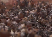 Madu Klanceng Bantu Warga Saat Isolasi