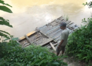 Buaya Muara Terkam Nenek di Atas Rakit