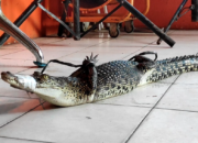 Dua Bulan Diteror, Warga Berhasil Tangkap Seekor Buaya