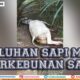 VIRAL : Puluhan Sapi Mati Keracunan Di Perkebunan Sawit