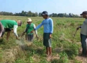 Puluhan Hektare Lahan Jagung Ludes Diserang Tikus