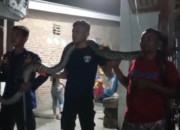 BPBD Tangkap Ular Sanca 3,5 Meter