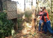 Dua Pekan Beruang Madu Resahkan Warga Mulang Maya