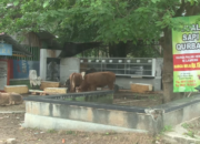 Penjual Hewan Kurban Sepi Pesanan