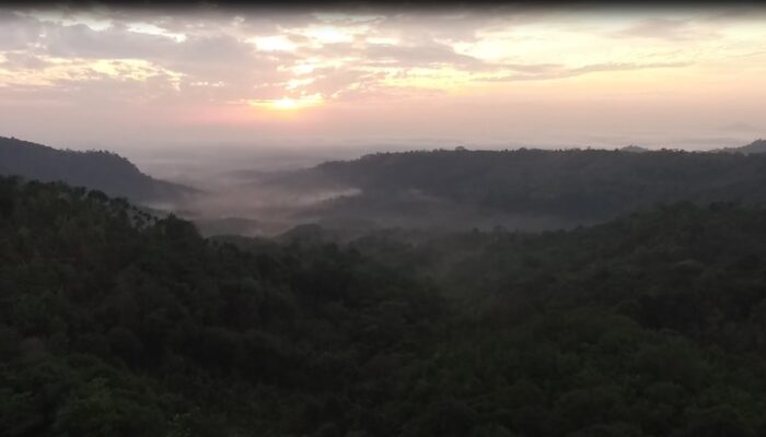 JALAN PANJANG PENGABDI GUNUNG GIJUL,  Menjaga Hutan Bhinneka : Tebang 1 Ganti Tanam 100  Pohon