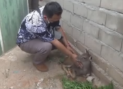 Anak Rusa Diamankan dari Pemburu