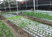 Budidaya Hidroponik, Dongkrak Perekonomian