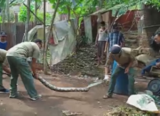 Sanca Pemangsa Ternak Ditangkap