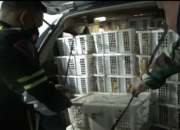 Ribuan Burung Prenjak & Gelatik Diselundupkan