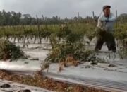 HARGA CABAI MURAH :  Petani Ramai Cabut Tanaman Cabai