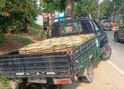 Senggolan Pick-Up-Sepeda Motor, Mobil Masuk Parit, Handphone Dirampas