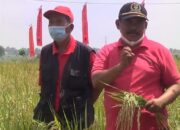 Ketua DPRD Berbagi Ilmu dan Bibit Padi MSP