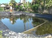 Halaman Rumah Disulap Jadi Tambak