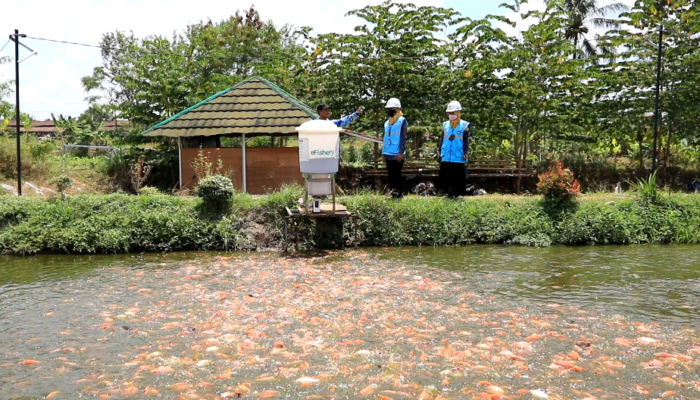 Electrifying Agriculture PLN, Dongkrak Produktivitas Budidaya Ikan Nila di Kalasan