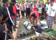 Buaya Masuk Tambak, Warga Batasi Aktivitas