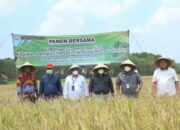 Panen Raya Padi VUB Inpari 33 dan 35