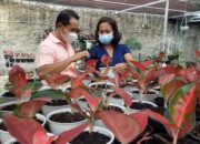 Hilangkan Stres, Dokter Covid-19 Rawat Aglonema