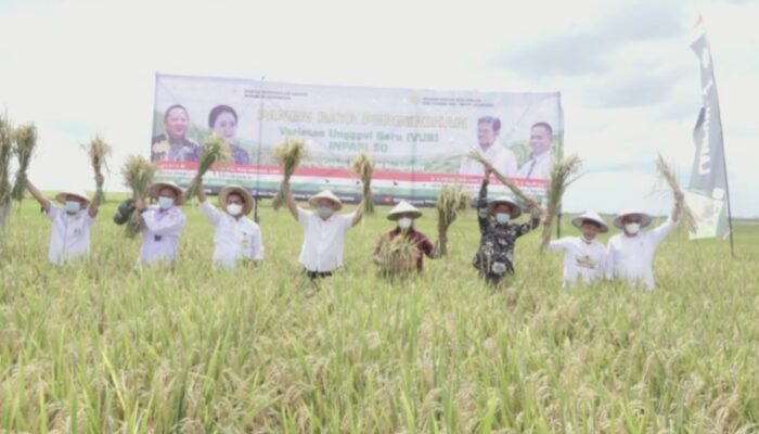 Panen Raya Padi Inpari 30 Dongkrak Beras Nasional