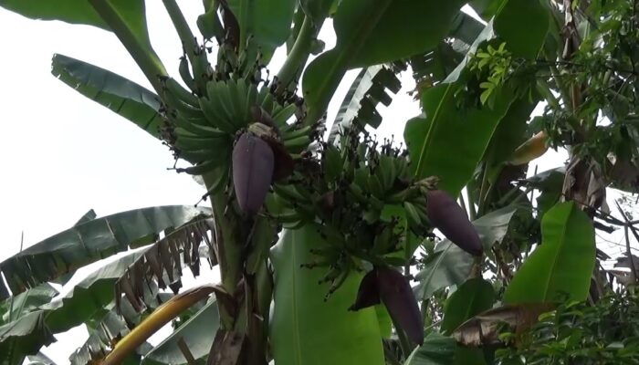 Unik, Pohon Pisang Berjantung 3 di Pekarangan