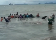 Fenomena Hiu Terdampar, Air Laut Dalam Naik Kepermukaan