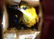 KSKP Bakauheni Amankan 2.159 Burung Tanpa Dokumen