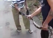 Keluar Dari Goa, Ular Sanca Melawan Saat Ditangkap