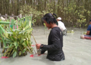 IKAM Lamtim – Kelompok Tani Mutiara Hijau Tanam 1200 Mangrove