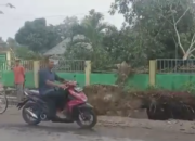 Pohon Tumbang Timpa Sekolah dan Rumah Warga Dievakuasi