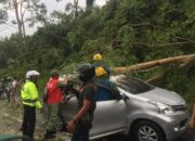 Tujuh Penumpang Tertimpa Pohon, 5 Luka-Luka