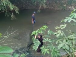 Anak Buaya Ditangkap, Petugas BKSDA Buru Induknya